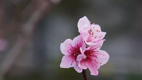 鹹池桃花|紫微斗數中的桃花星——咸池